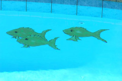 Fish and dolphins