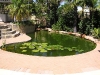 Pool converted to great feature pond