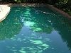 Special Green